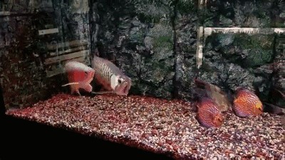 龍魚抱卵癥狀：龍魚在繁殖期間會表現(xiàn)出一系列的生理和行為特征