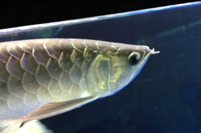 龍魚單側掉眼最簡單的恢復方法是：龍魚單側掉眼怎么辦