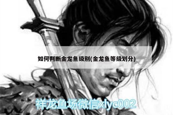 養(yǎng)龍魚需要什么魚缸好：養(yǎng)龍魚的選擇和注意事項龍魚配魚的選擇和注意事項