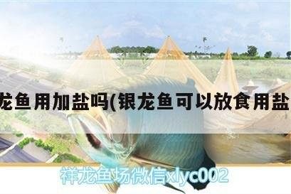 銀龍魚(yú)用加鹽嗎