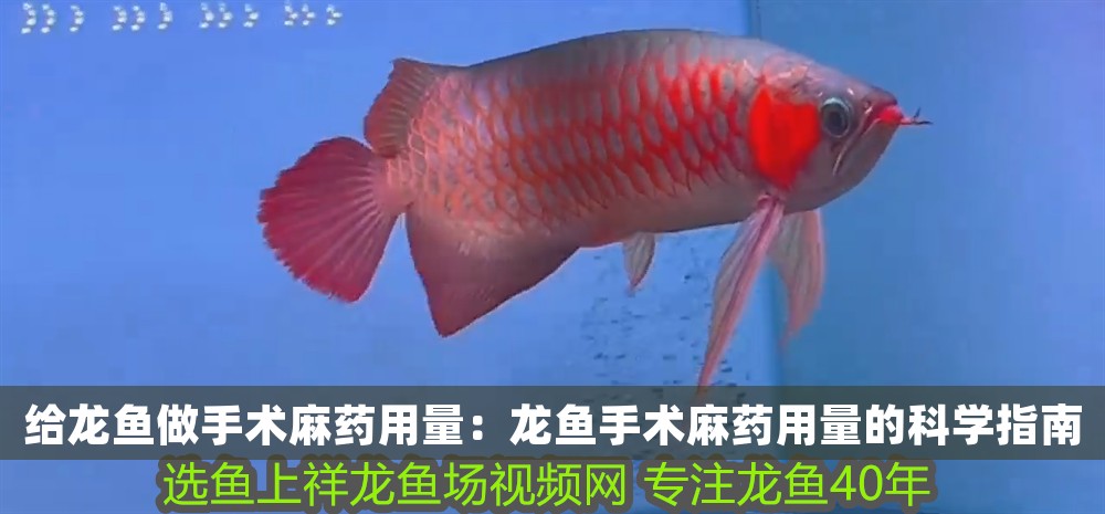 給龍魚做手術麻藥用量：龍魚手術麻藥用量的科學指南
