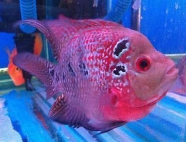 羅漢魚品種間的價格差異：羅漢魚品種間的價格差異主要由以下幾個因素決定