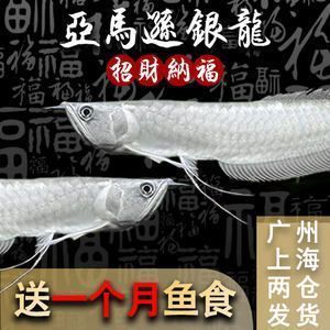 紅龍魚用什么顏色的背景畫好看又簡單又漂亮圖片（紅龍魚背景選什么顏色）