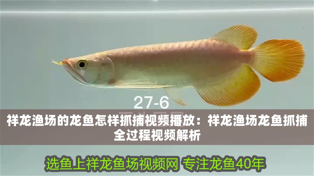祥龍漁場的龍魚怎樣抓捕視頻播放：祥龍漁場龍魚抓捕全過程視頻解析