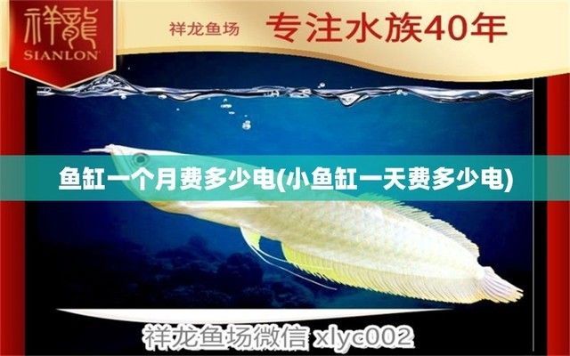一個小魚缸一個月多少電費(fèi)（如何降低魚缸電費(fèi)開支）