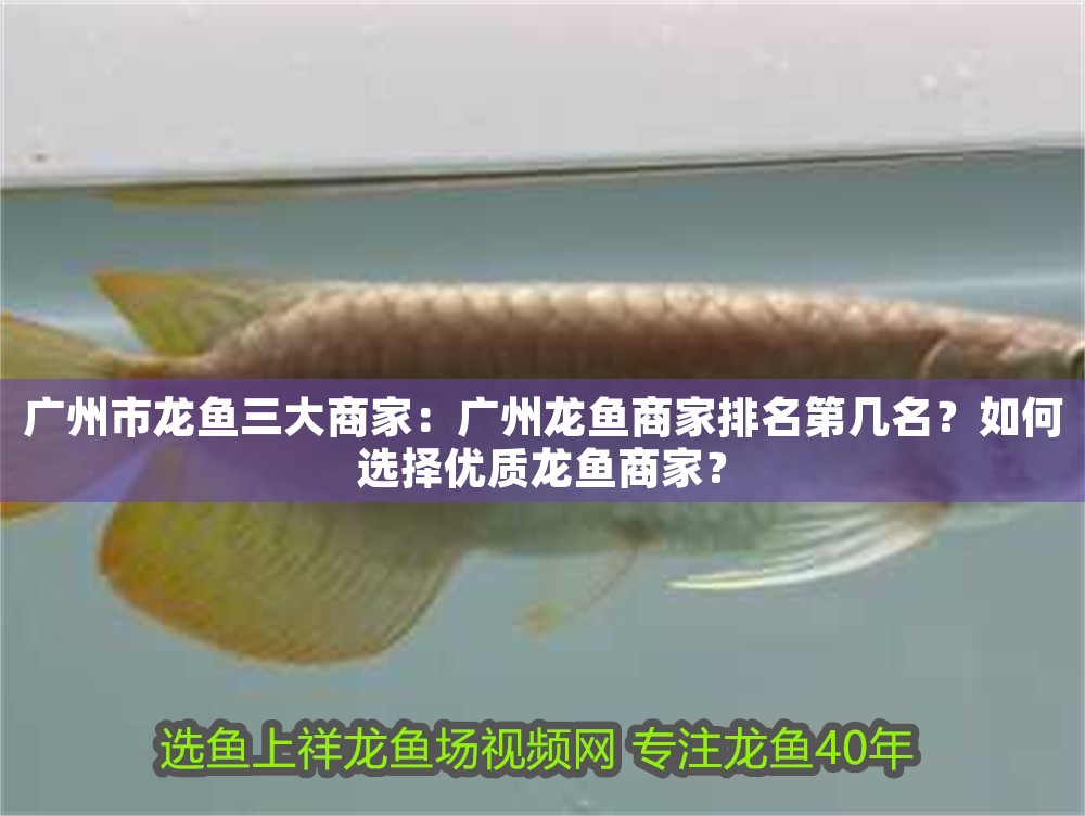 廣州市龍魚三大商家：廣州龍魚商家排名第幾名？如何選擇優質龍魚商家？