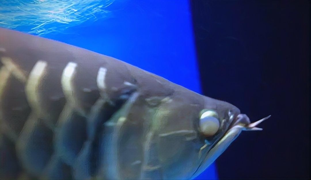 龍魚單眼凸出多久會惡化