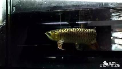 龍魚只吃飼料不吃小魚（龍魚只吃飼料不吃小魚怎么辦）
