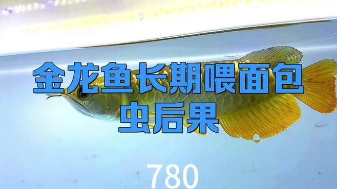 大型金龍魚可以喂面包蟲嗎