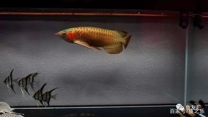 20厘米龍魚喂多少魚食：20厘米的龍魚喂食量