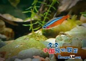 銀龍魚養殖成本分析：銀龍魚養殖成本分析銀龍魚養殖成本分析涉及多個方面