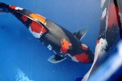 銀龍魚養殖成本分析：銀龍魚養殖成本分析銀龍魚養殖成本分析涉及多個方面