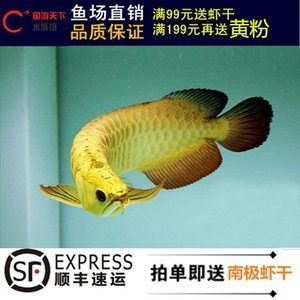 龍魚價格一般是多少的，