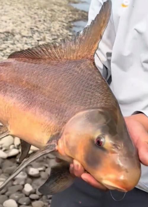 胭脂魚和六角龍魚哪個(gè)好養(yǎng)些