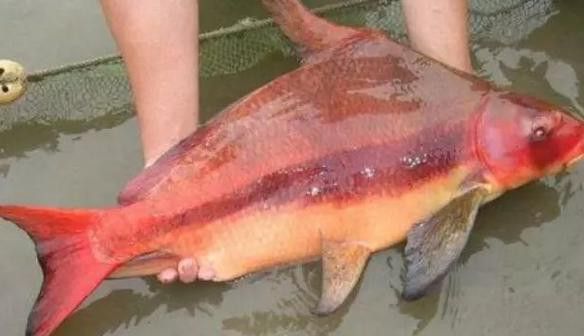胭脂魚和六角龍魚哪個(gè)好養(yǎng)些