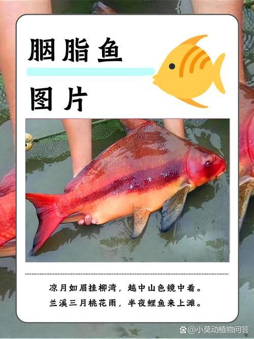 胭脂魚和六角龍魚哪個(gè)好養(yǎng)些