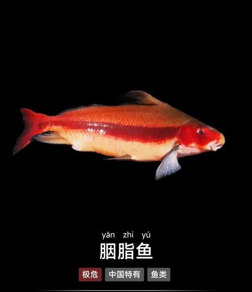 胭脂魚和六角龍魚哪個(gè)好養(yǎng)些
