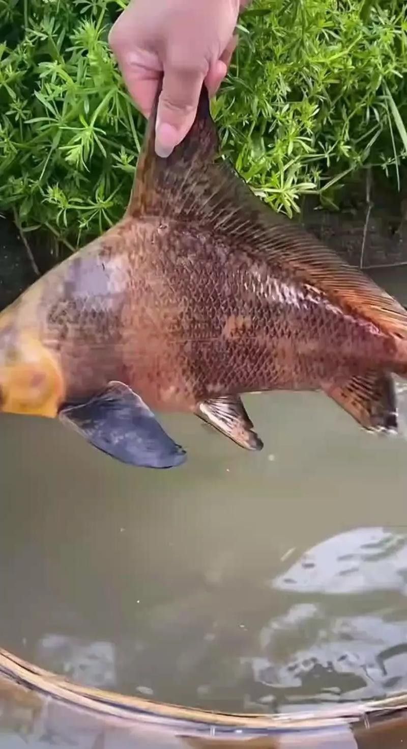 胭脂魚和六角龍魚哪個(gè)好養(yǎng)些