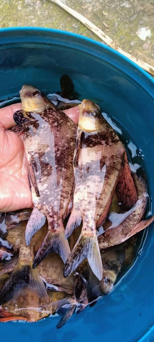 胭脂魚和六角龍魚哪個(gè)好養(yǎng)些