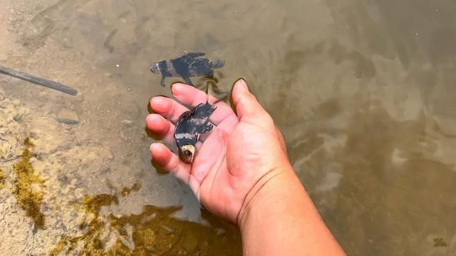 胭脂魚和六角龍魚哪個(gè)好養(yǎng)些