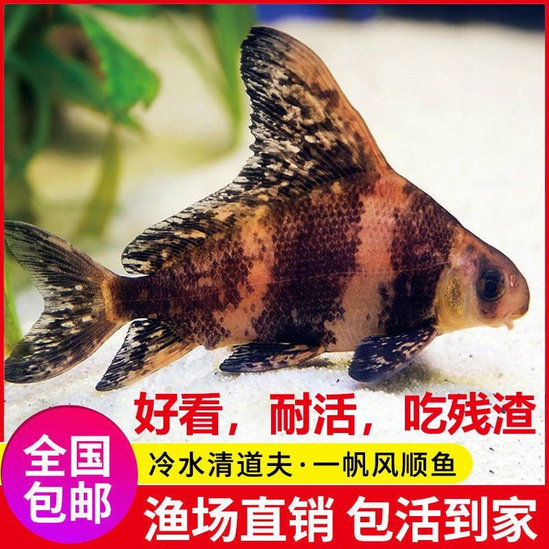 胭脂魚和六角龍魚哪個(gè)好養(yǎng)些