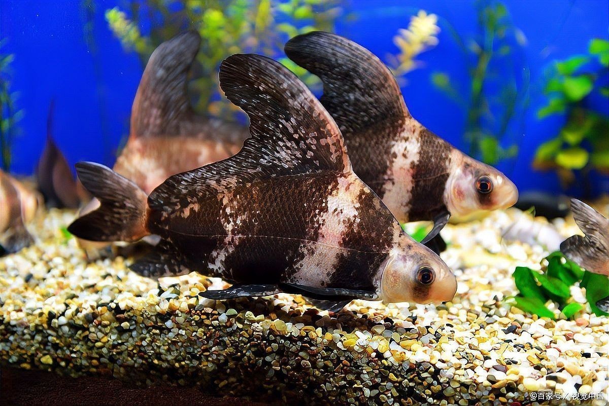 胭脂魚和六角龍魚哪個(gè)好養(yǎng)些