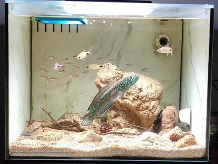 虎斑恐龍魚能和雷龍混養嗎圖片對比視頻