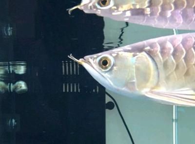 龍魚芯片是什么意思（龍魚芯片對養殖業的影響）