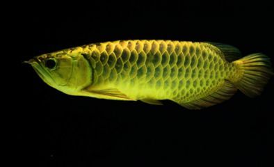 龍魚芯片是什么意思（龍魚芯片對養殖業的影響）