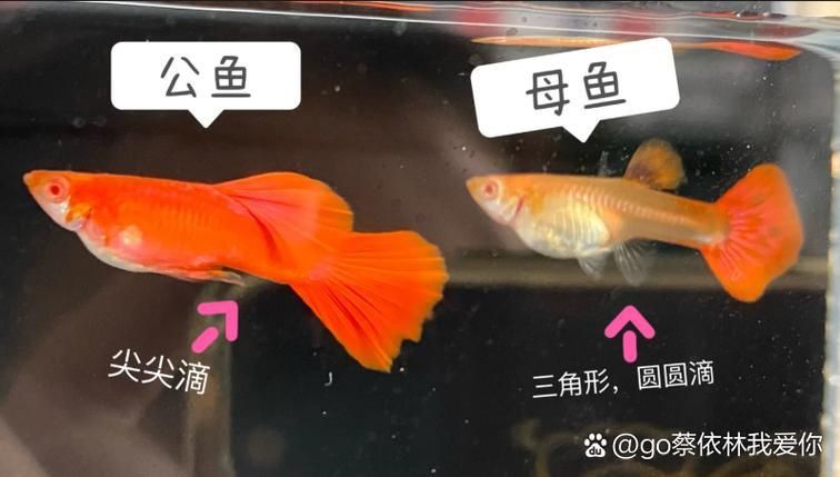孔雀魚2個月公母對照圖