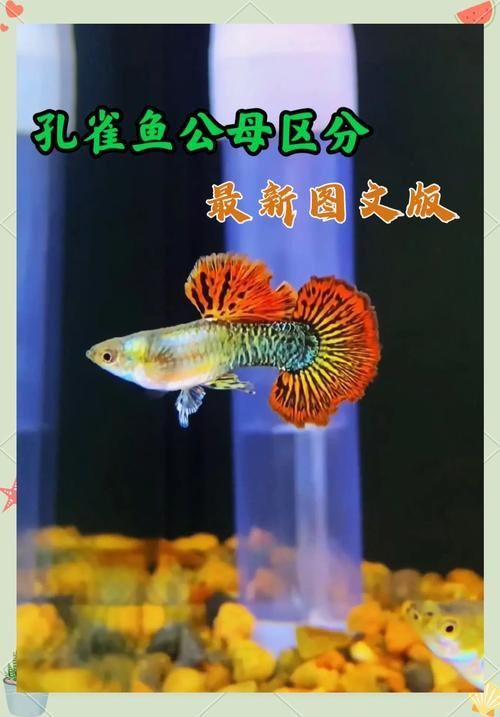 孔雀魚2個月公母對照圖