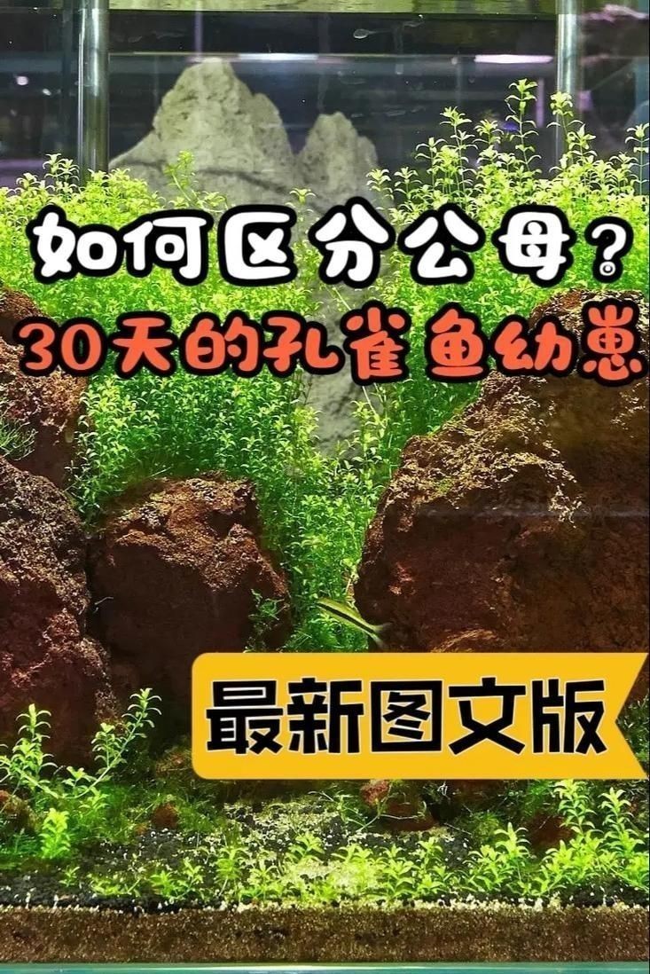 孔雀魚2個月公母對照圖