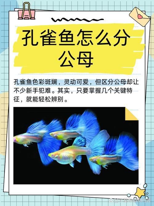 孔雀魚2個月公母對照圖