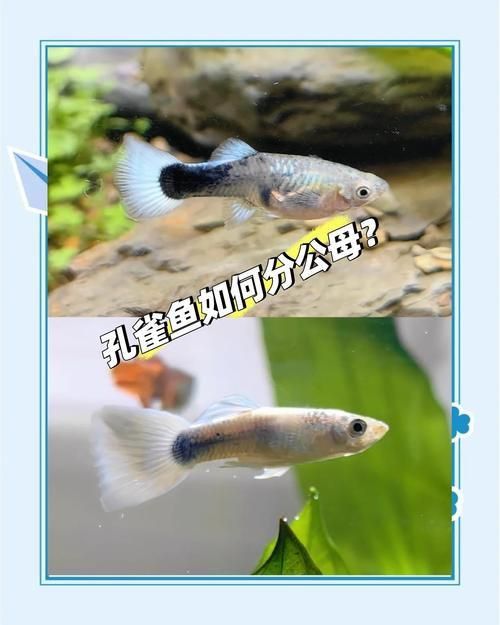 孔雀魚2個月公母對照圖