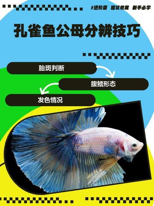 孔雀魚2個月公母對照圖