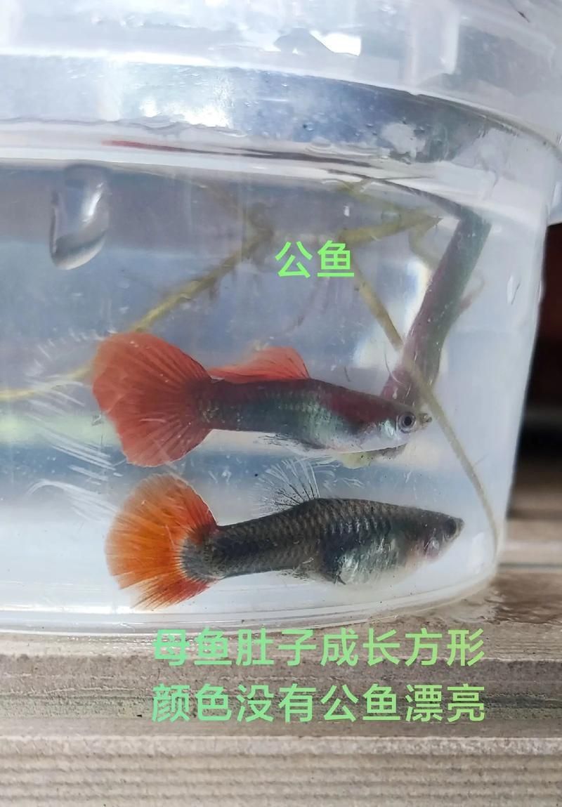 孔雀魚2個月公母對照圖