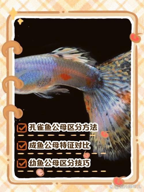 孔雀魚2個月公母對照圖