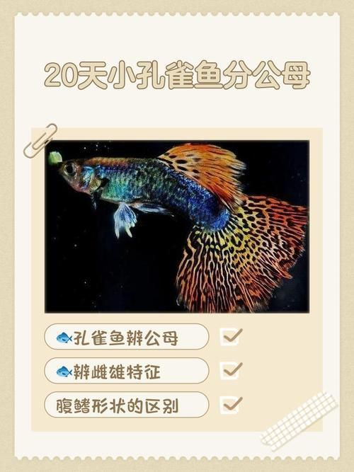 孔雀魚2個月公母對照圖