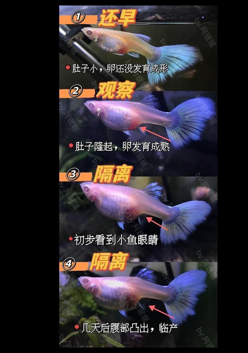 孔雀魚2個月公母對照圖