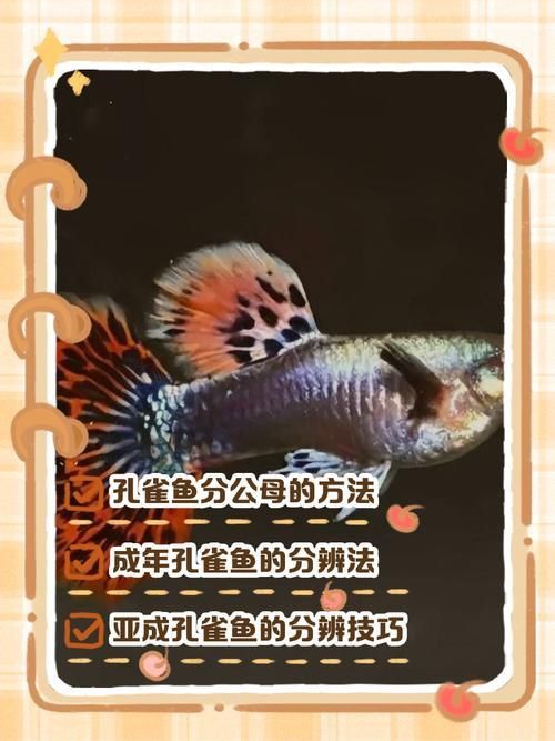 孔雀魚2個月公母對照圖