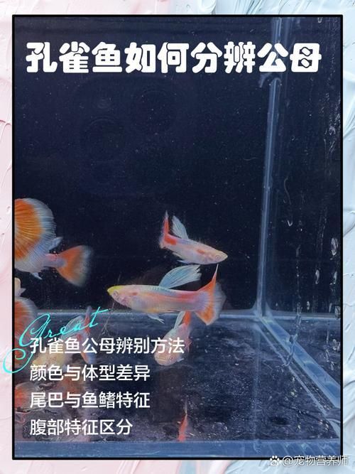 孔雀魚2個月公母對照圖