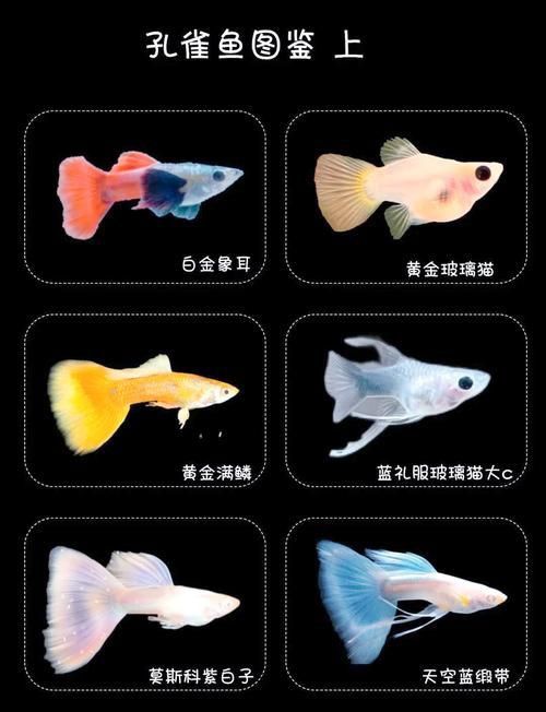 孔雀魚2個月公母對照圖