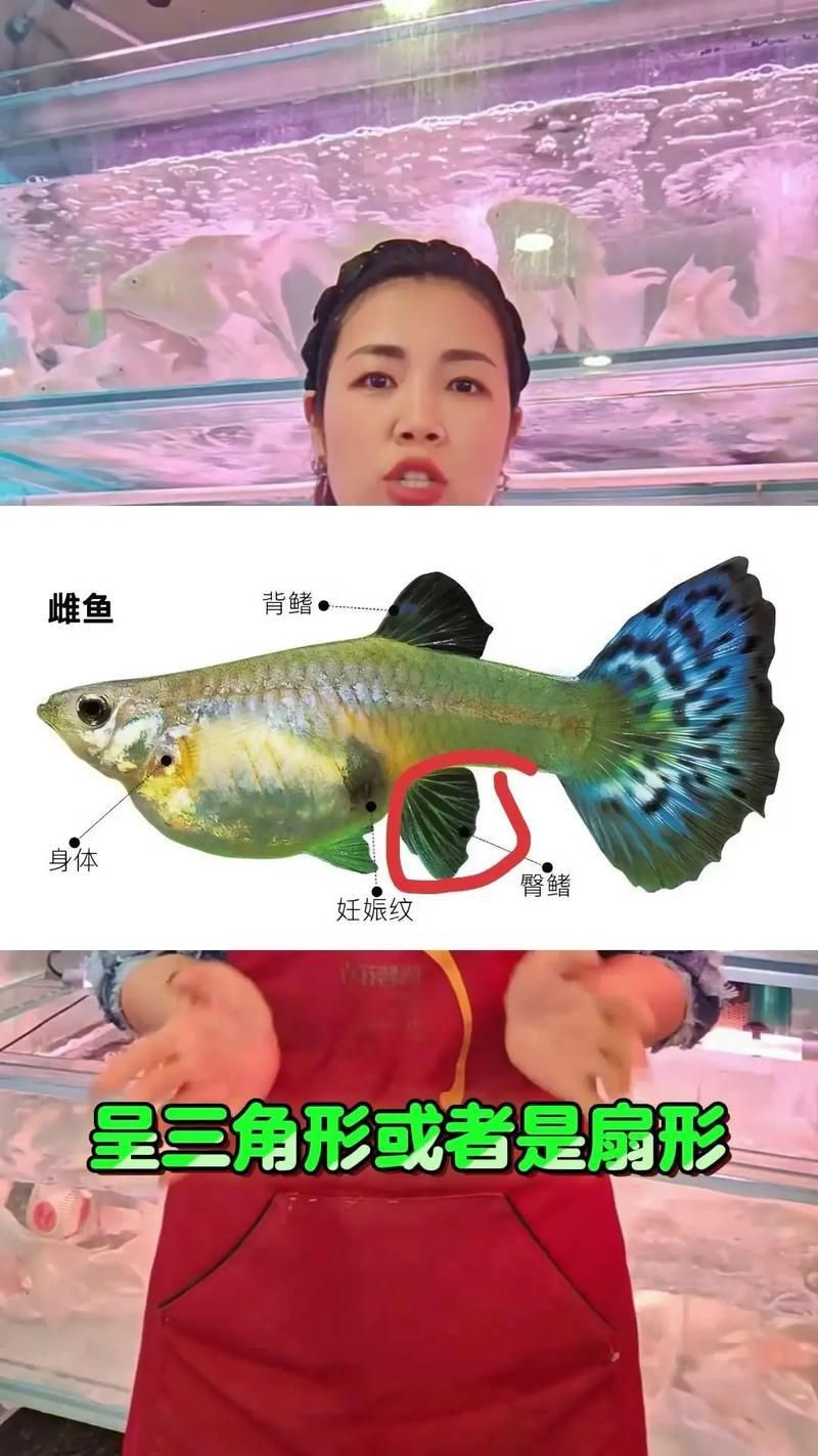 孔雀魚2個月公母對照圖