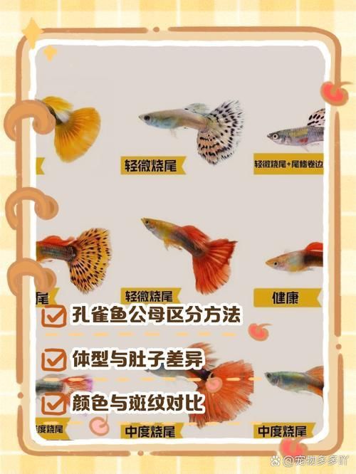 孔雀魚2個月公母對照圖