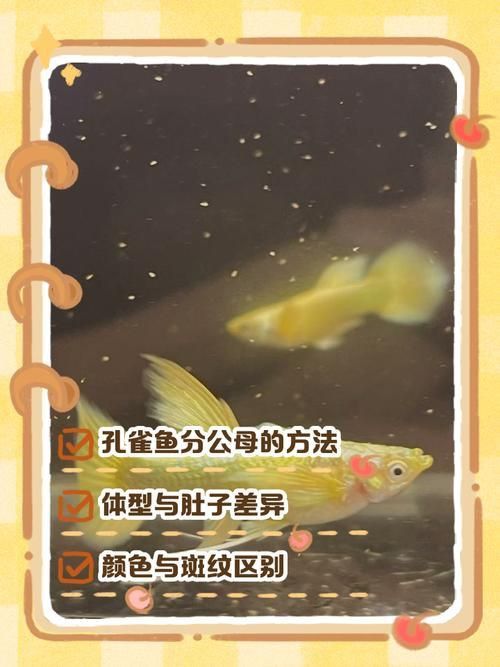 孔雀魚2個月公母對照圖