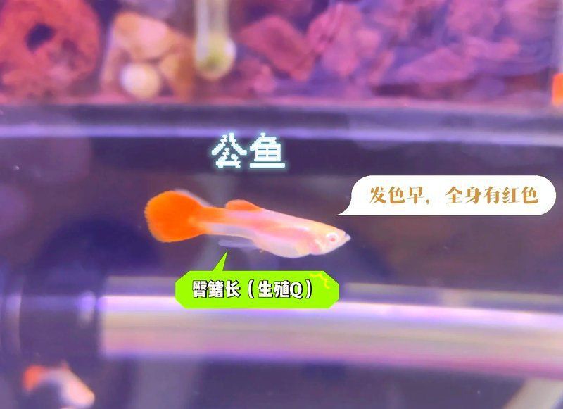 孔雀魚2個月公母對照圖