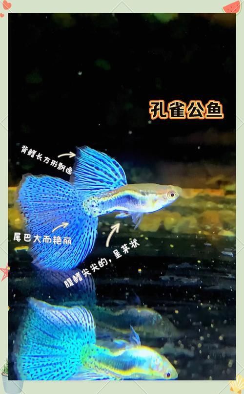 孔雀魚2個月公母對照圖