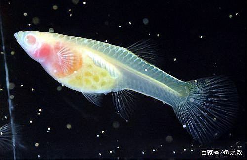 孔雀魚2個月公母對照圖