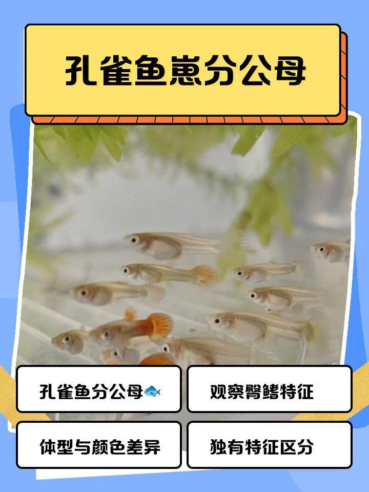 孔雀魚2個月公母對照圖