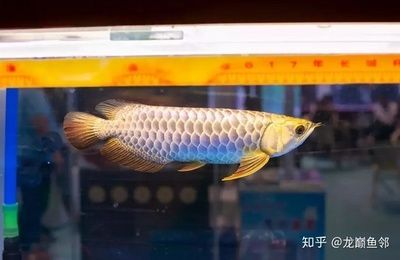 金龍魚挑選技巧：挑選金龍魚時需要考慮多個方面，金龍魚挑選技巧
